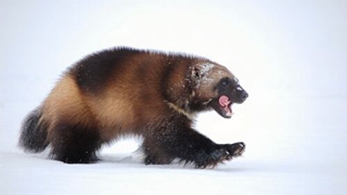 2012-12-01T120000Z_644506433_TM3E8BU1GUF01_RTRMADP_3_USA-WOLVERINES-MONTANA_odwvoq