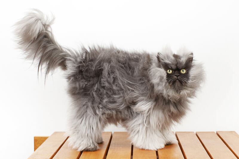 articles/2013/12/18/the-top-13-guinness-world-records-of-2013-kim-kardashian-breaking-bad-colonel-meow-more/131218-world-record-tease_i9uw0x