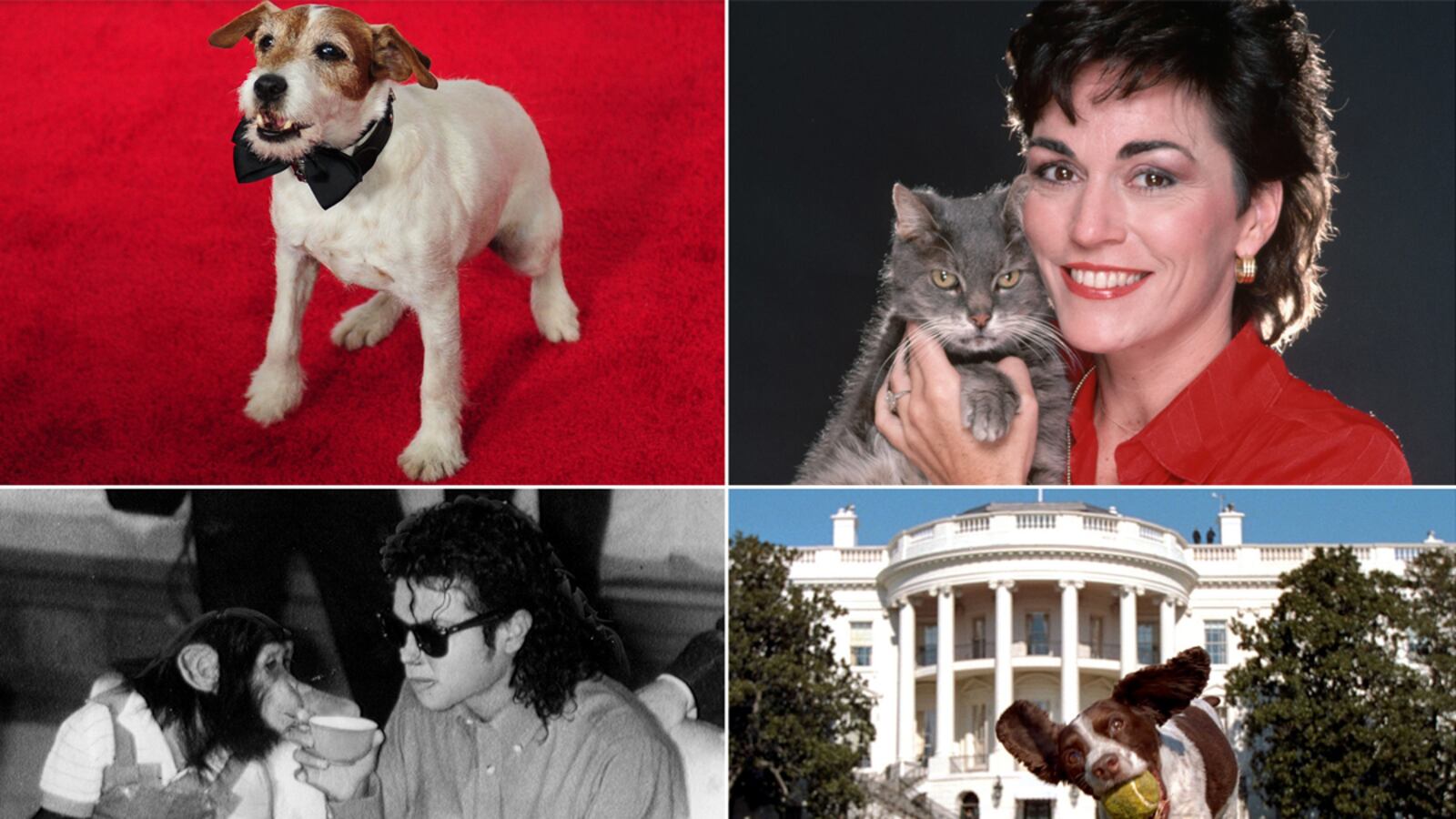 galleries/2012/10/24/8-celebrity-animal-authors-from-toto-to-uggie-photos/animal-authors-tease_elqjzy