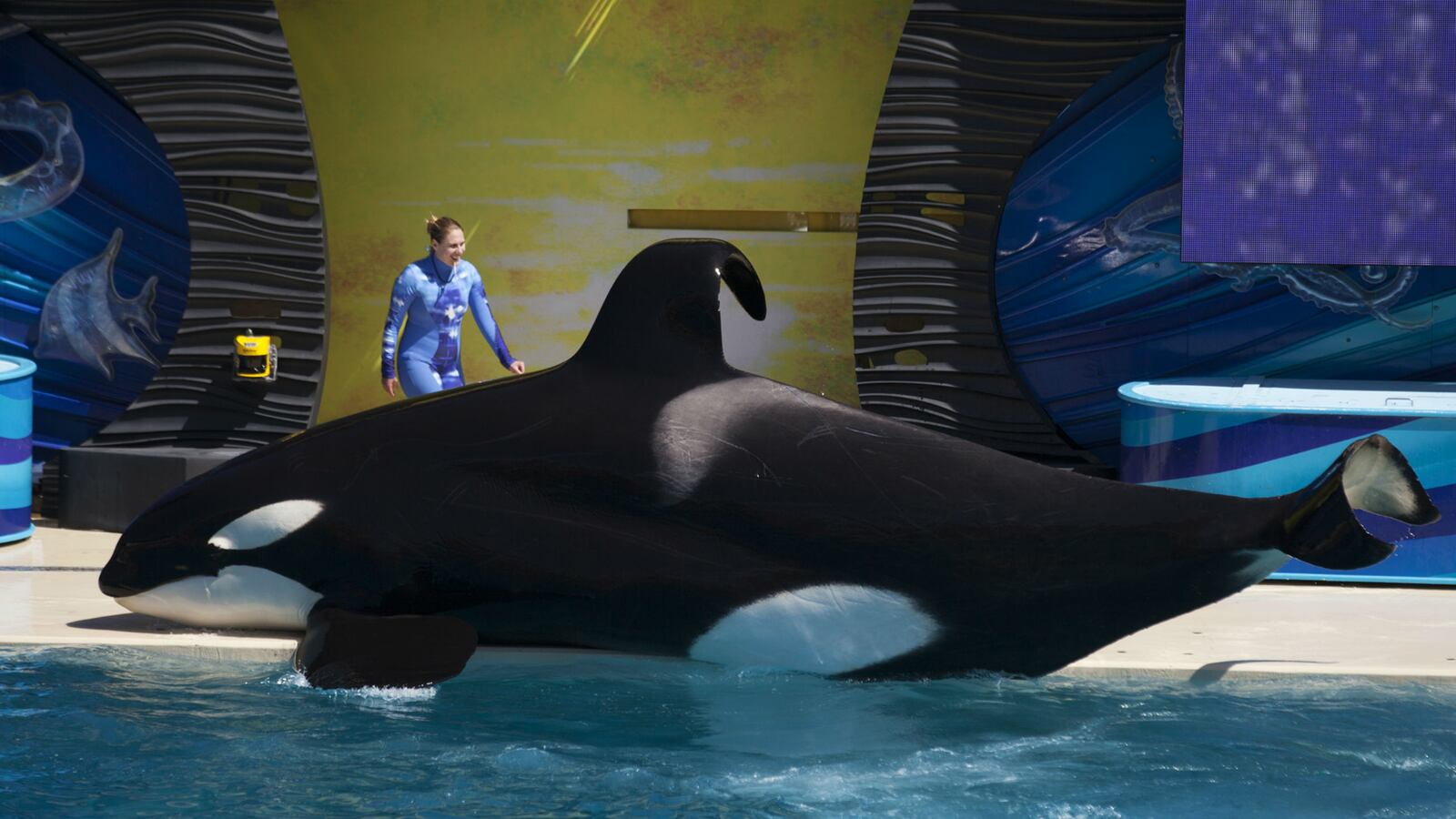 cheats/2014/08/20/seaworld-trainers-won-t-swim-with-orcas/140820-seaworld-cheat_ru3qo9