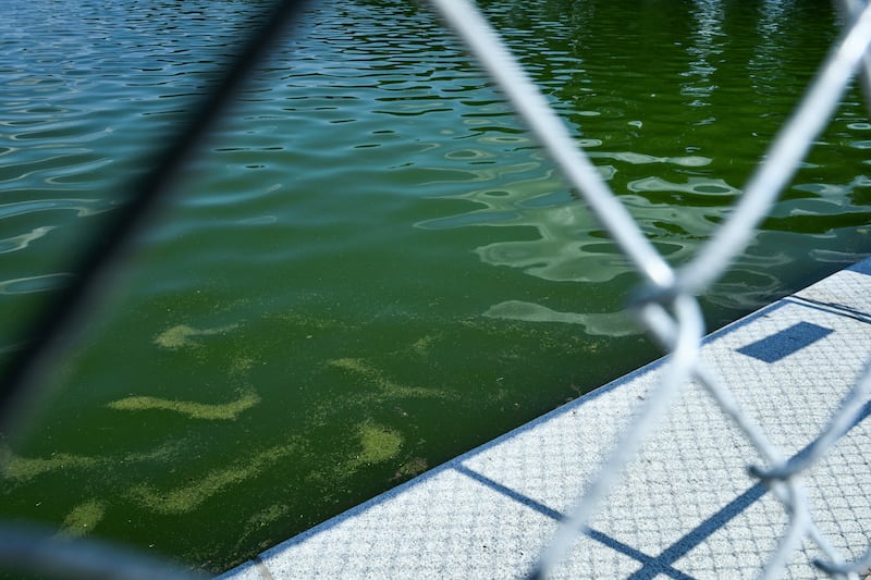 Green algae floats in the water at the Lincoln Memorial Reflecting Pool in Washington, D.C., U.S., June 29, 2026.