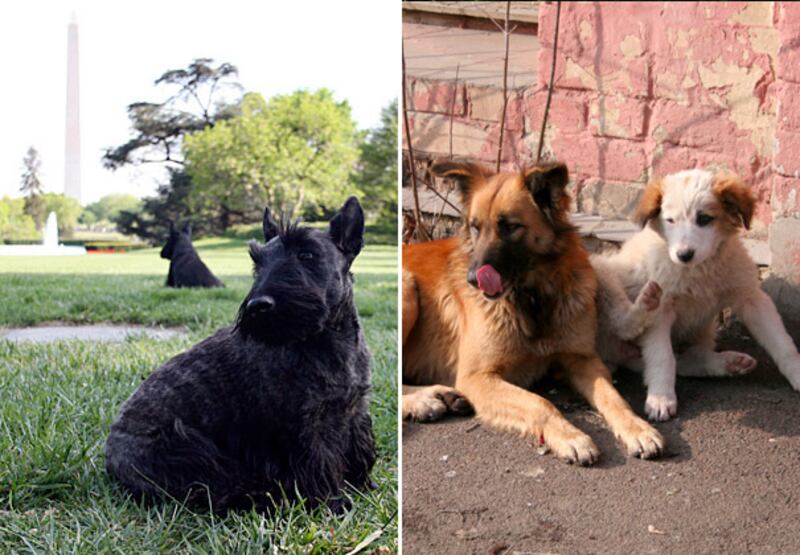 galleries/2008/11/10/what-s-in-what-s-out/inout-dogs_mxdjza