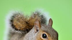 cheats/2011/03/16/renegade-squirrel-terrorizing-vermont/grey-squirrel_vm77w8