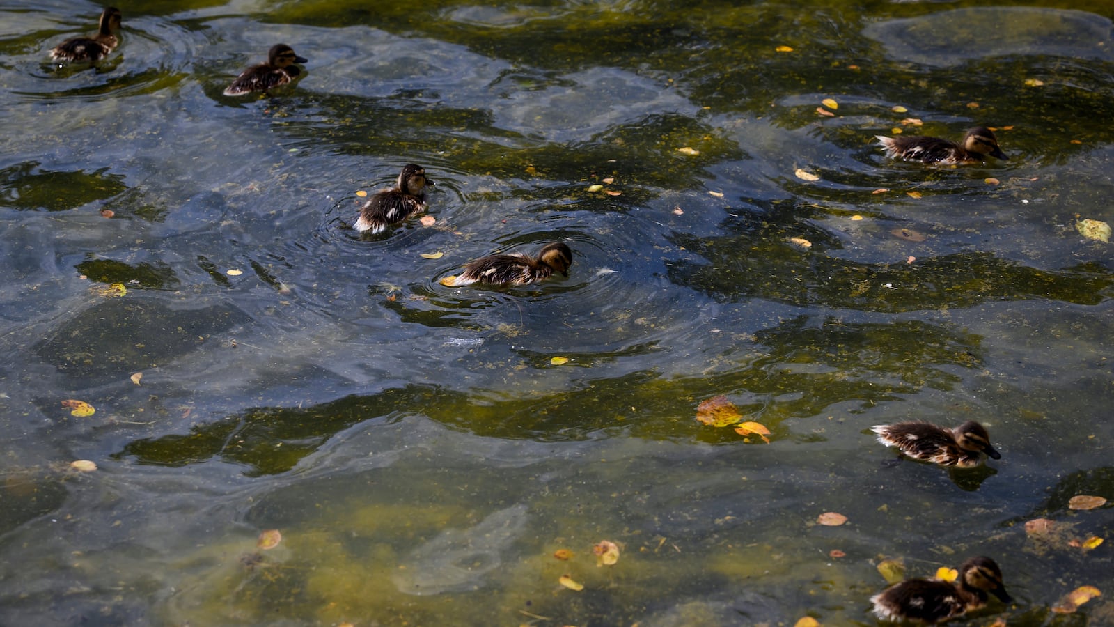 Ducklings swim through the dirtier east end of the Reflecting Pool