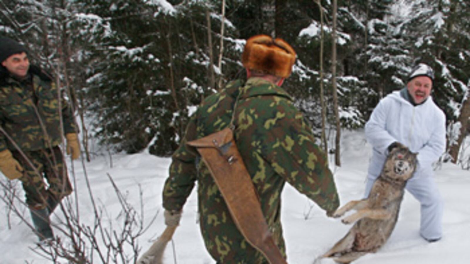 cheats/2011/03/19/wolf-hunting-to-be-allowed-in-montana-and-idaho/wolf-hunting_owoe9m