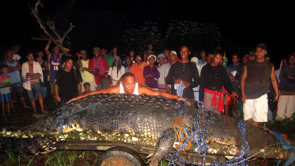 cheats/2011/09/06/21-foot-croc-caught-in-philippines/giant-crocodile-philippines-cheat_ly6ib3
