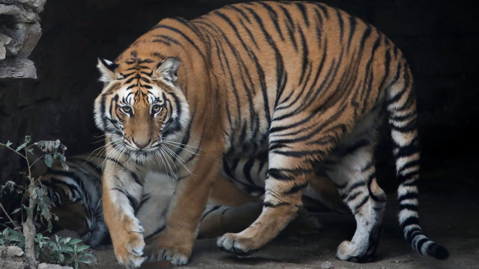 2019-12-16T125139Z_1430765755_RC2CWD97M86Z_RTRMADP_3_NEPAL-ANIMALS_tfmhia