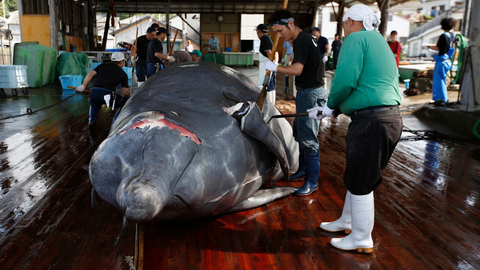 cheats/2014/09/19/japan-to-resume-whaling-program/140919-japan-whaling-cheat_z8viv0