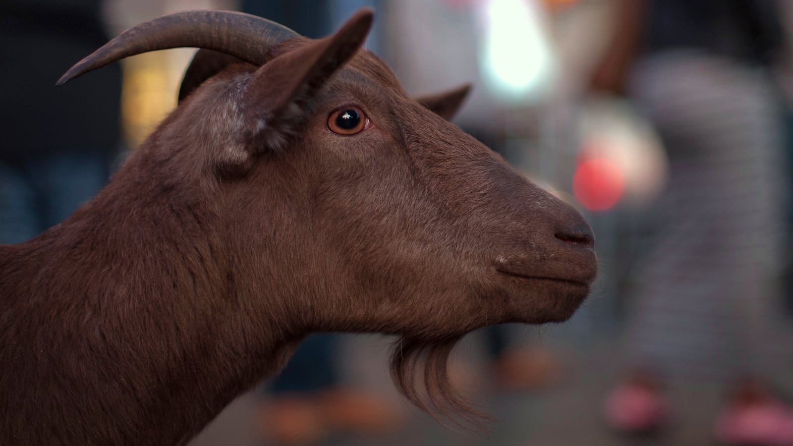 A goat is seen at an intersection in Manhattan, New York April 7, 2012.