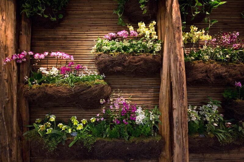 1802009-Asia_in_bloom_the_orchid_show_embed2_cjkmtw