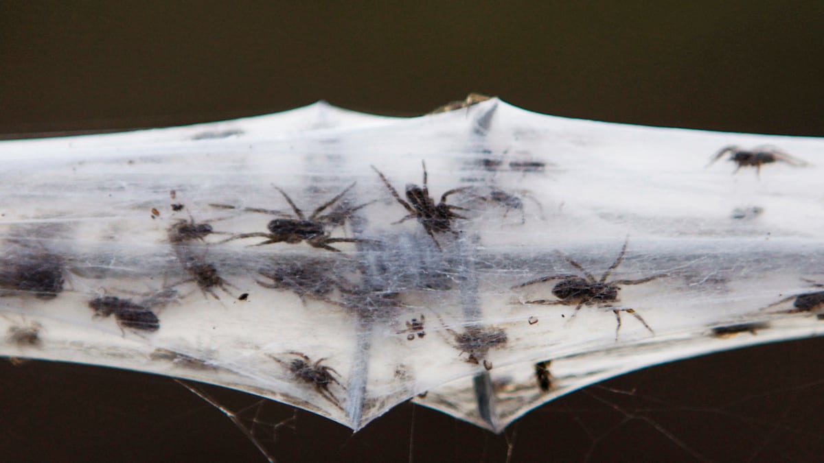 cheats/2012/03/07/bats-invade-australian-town/australia-wagga-wagga-covered-in-spiders-cheat_v40cha