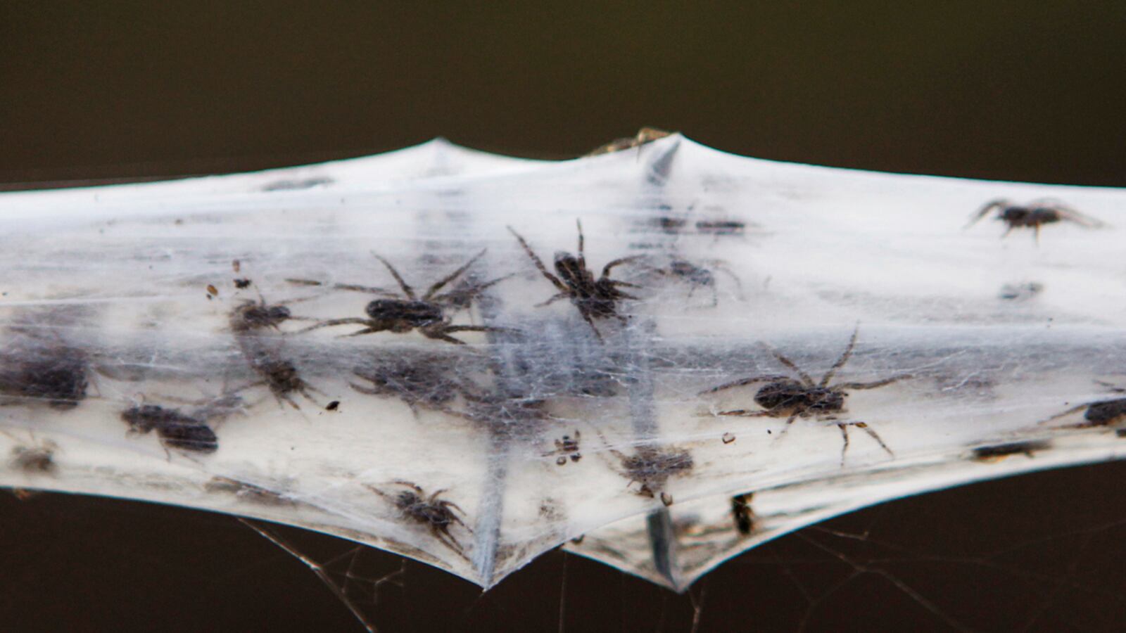 cheats/2012/03/07/bats-invade-australian-town/australia-wagga-wagga-covered-in-spiders-cheat_v40cha