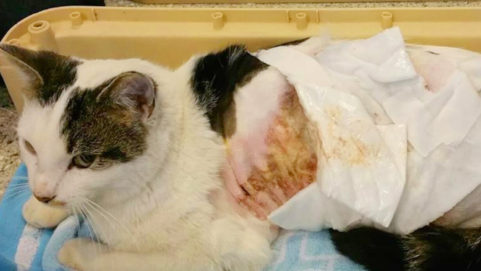 articles/2016/02/19/what-happens-when-cat-abuse-goes-viral/160218-supernova-cat-tease_kd0zrk