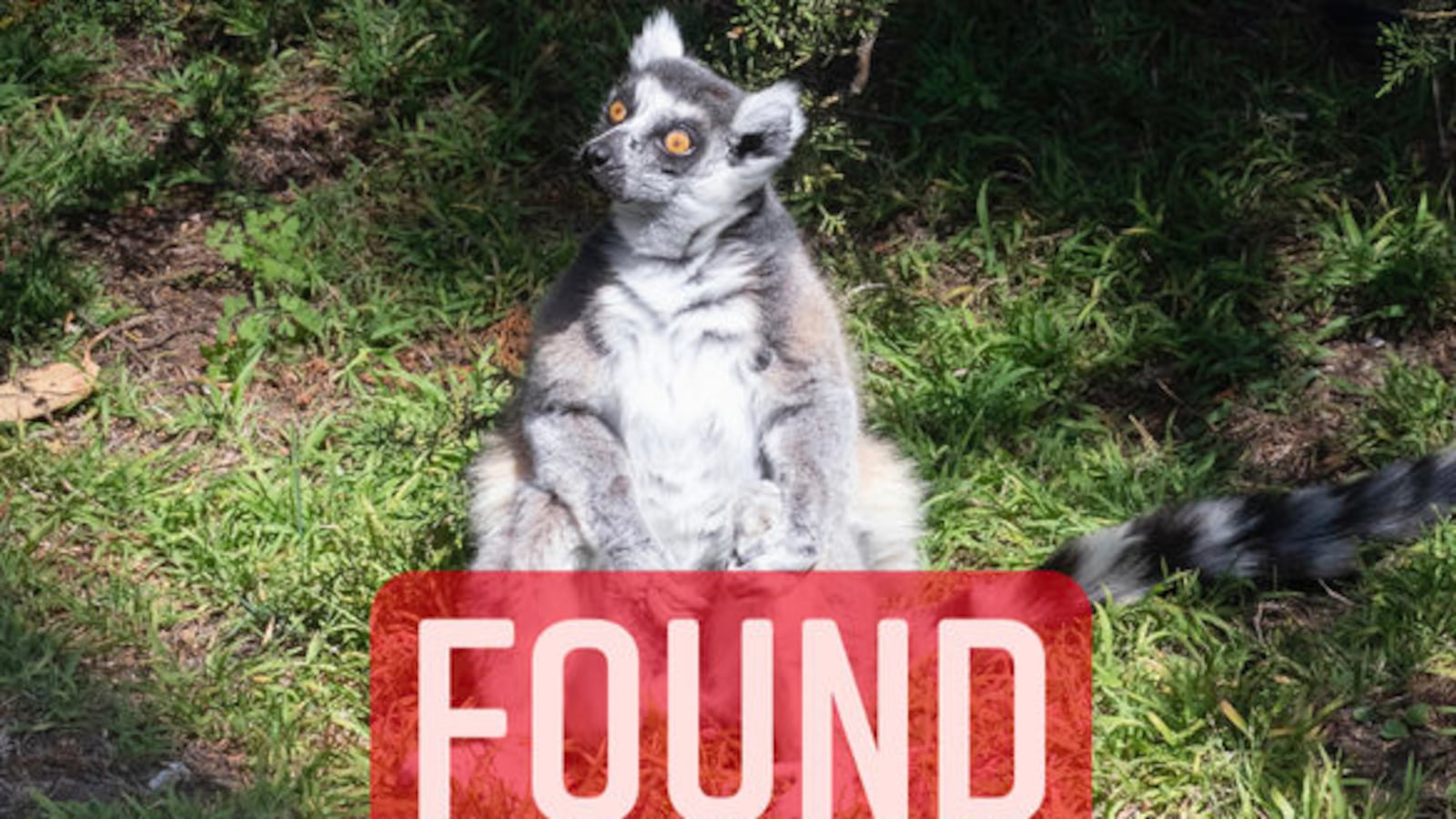 MakiFound20201015_vkr95k_adtefw