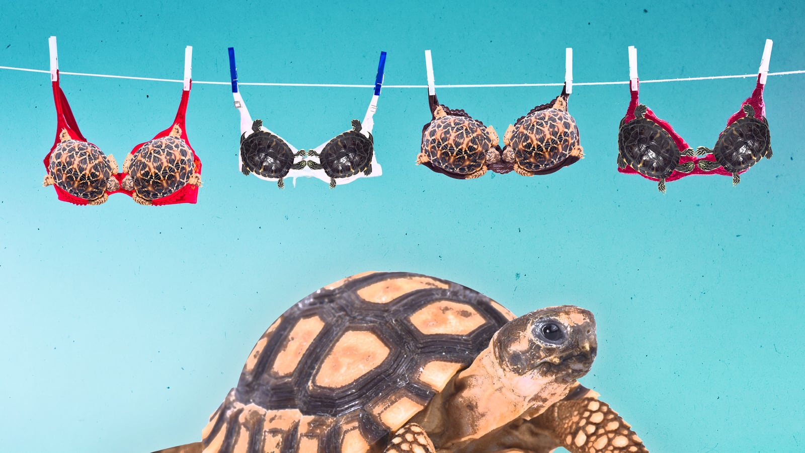 turtle tortoise bikini print richard dick vogt herpetology herpetologist jimh18 david sever willem roosenberg lori neumann lee priya nanjappa