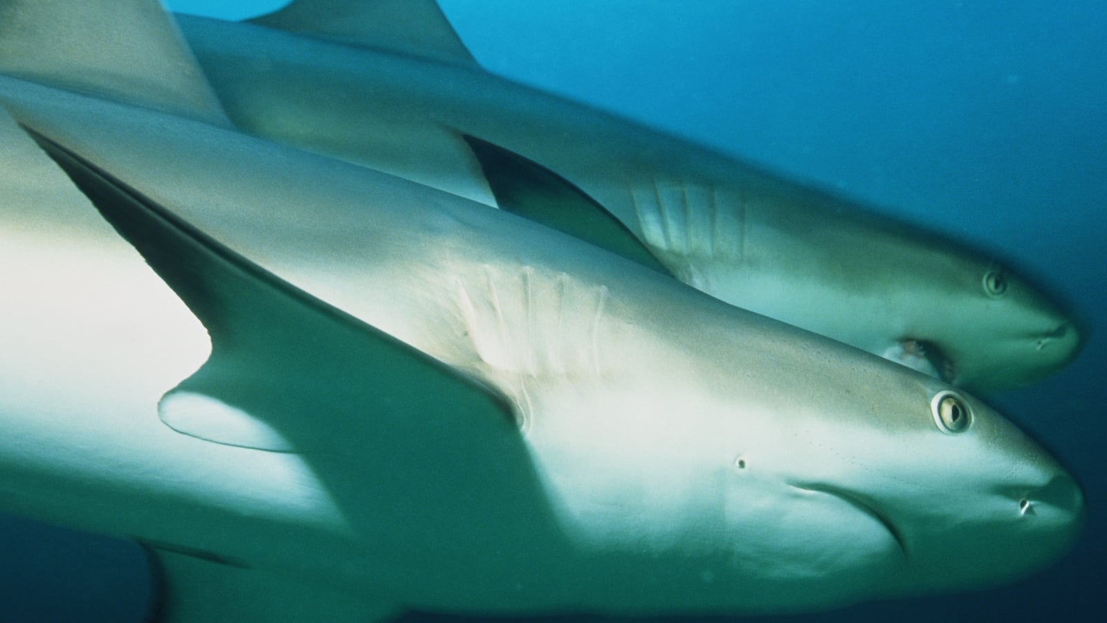 Caribbean reef sharks can grow to around 3m (10 ft) in length. They are found in the waters of the western Atlantic and Caribbean.
