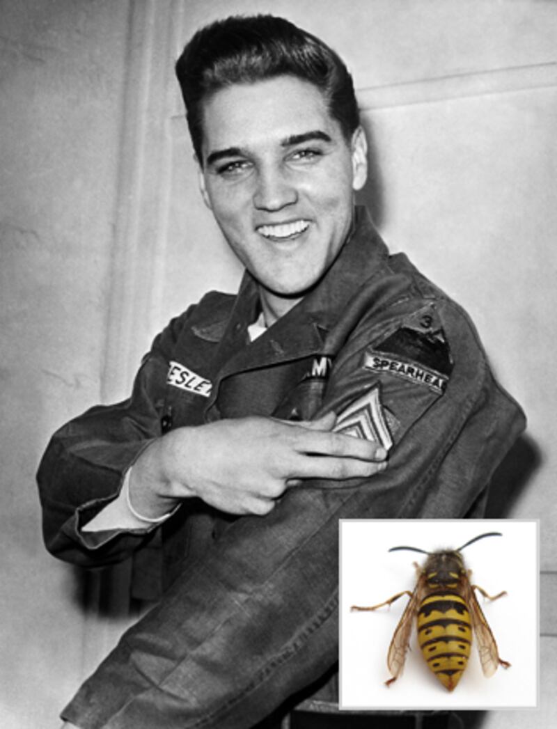 galleries/2012/01/05/hasselhoff-crab-and-10-more-species-named-after-celebrities-photos/species-named-after-celebs-elvis_rnjyp0