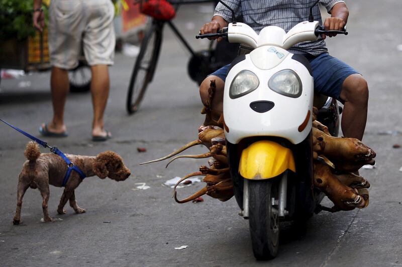 galleries/2015/07/09/dog-s-best-friend-meet-the-woman-saving-pups-from-slaughter/140709-dog-meat-activist-4_ojz3so