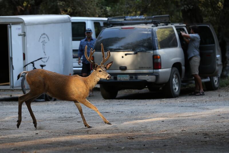 galleries/2013/08/25/massive-yosemite-wildfire-spreads-photos0/yosemite-update-3_fcxa3n