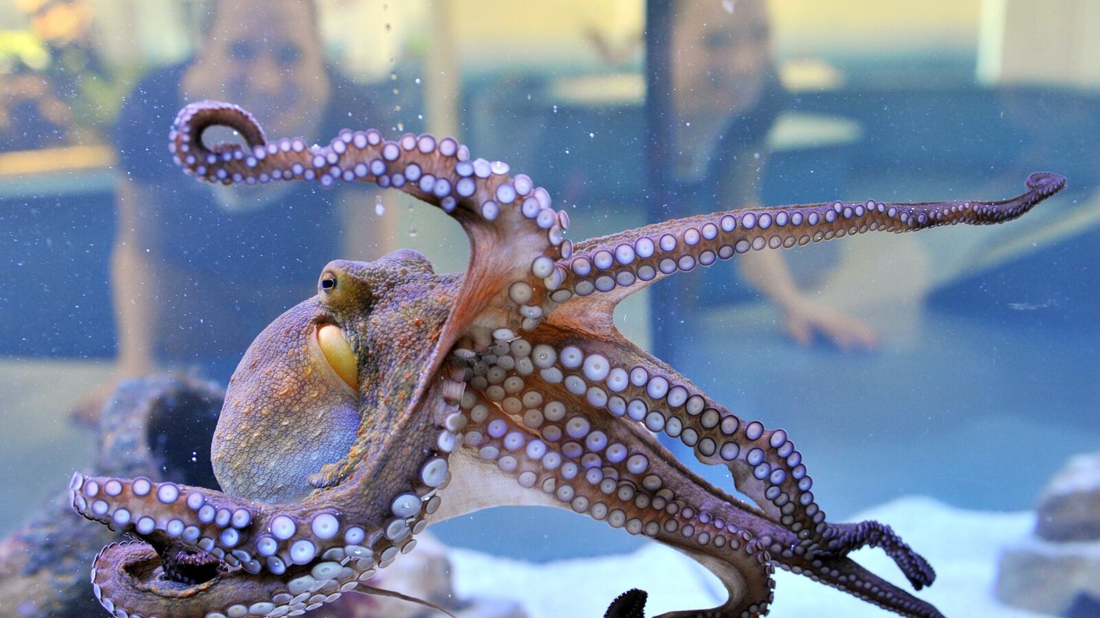 videos/2016/05/26/octopuses-dgaf-about-climate-change/160526-Place-octopuses-thrive-in-climate-change-Tease_ijljbi