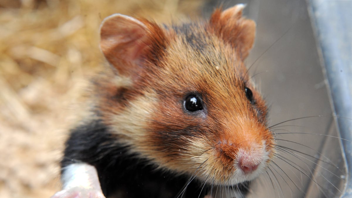 cheats/2016/01/21/peta-pet-supplier-froze-animals-to-death/hamster-alsace-france-cheat_ica8ie