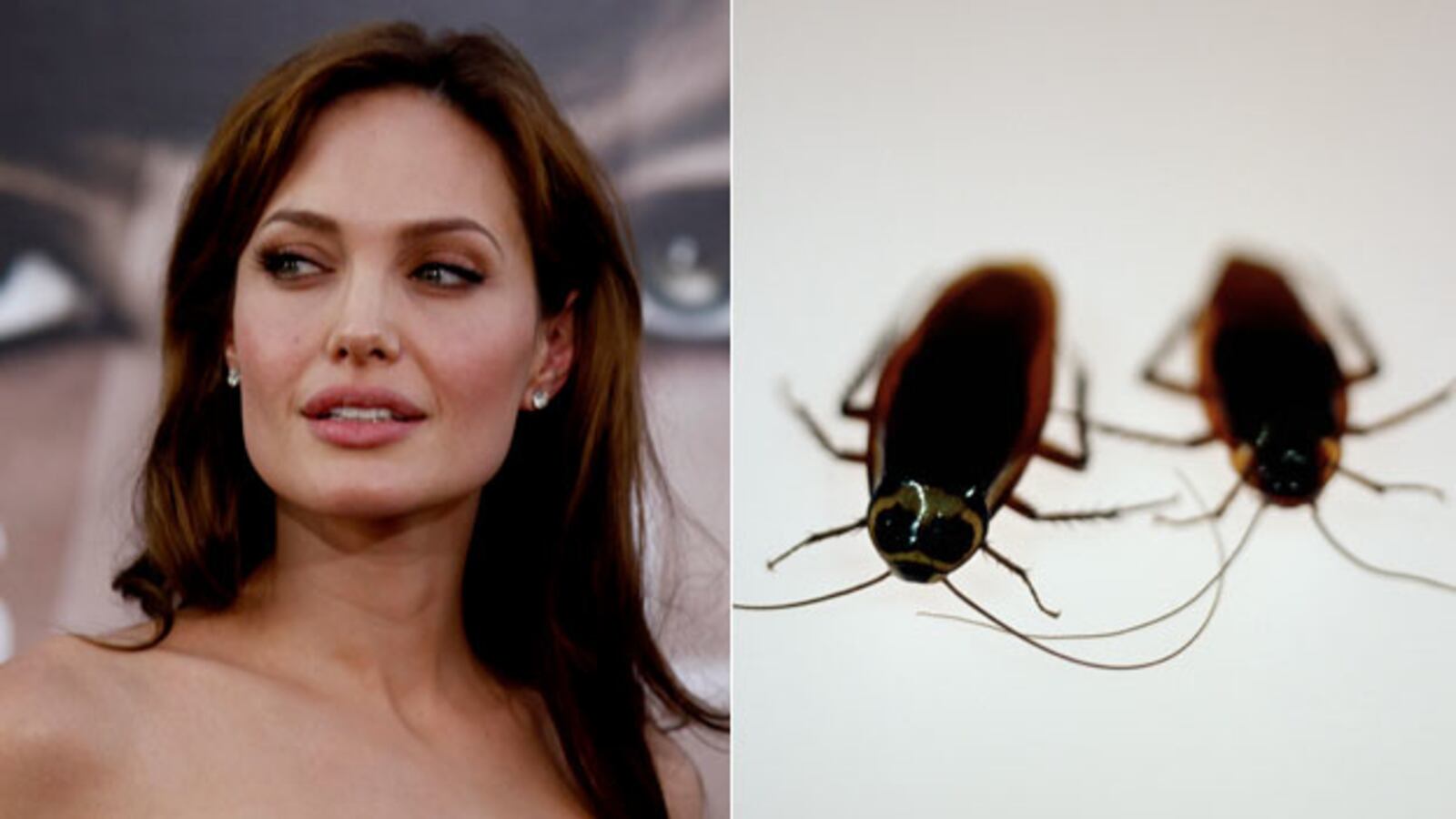 galleries/2010/07/27/celebs-and-food/celeand-food---angelina-jolie_l8s3zx