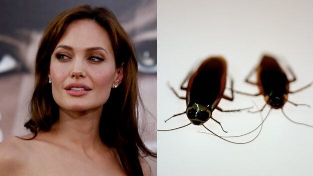 galleries/2010/07/27/celebs-and-food/celeand-food---angelina-jolie_l8s3zx