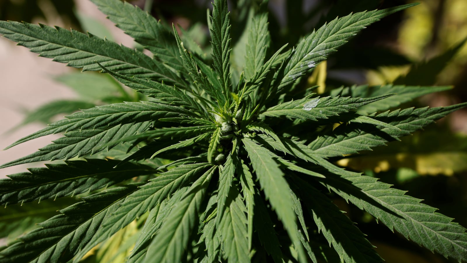 2020-11-19T234151Z_1221572088_RC2N6K9GHHLU_RTRMADP_3_MEXICO-CANNABIS_hozmyz
