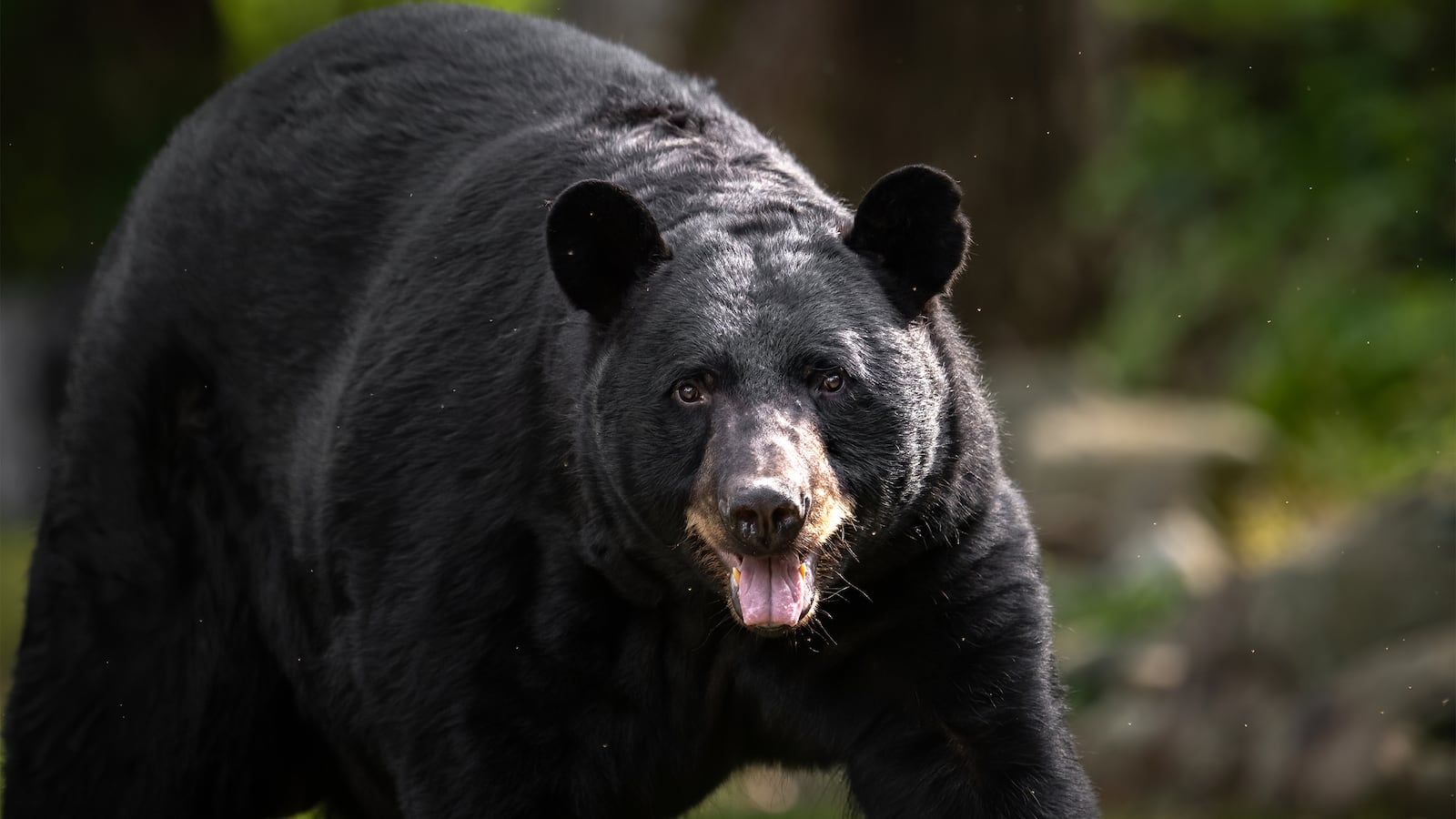 A Black Bear Ursus americanus