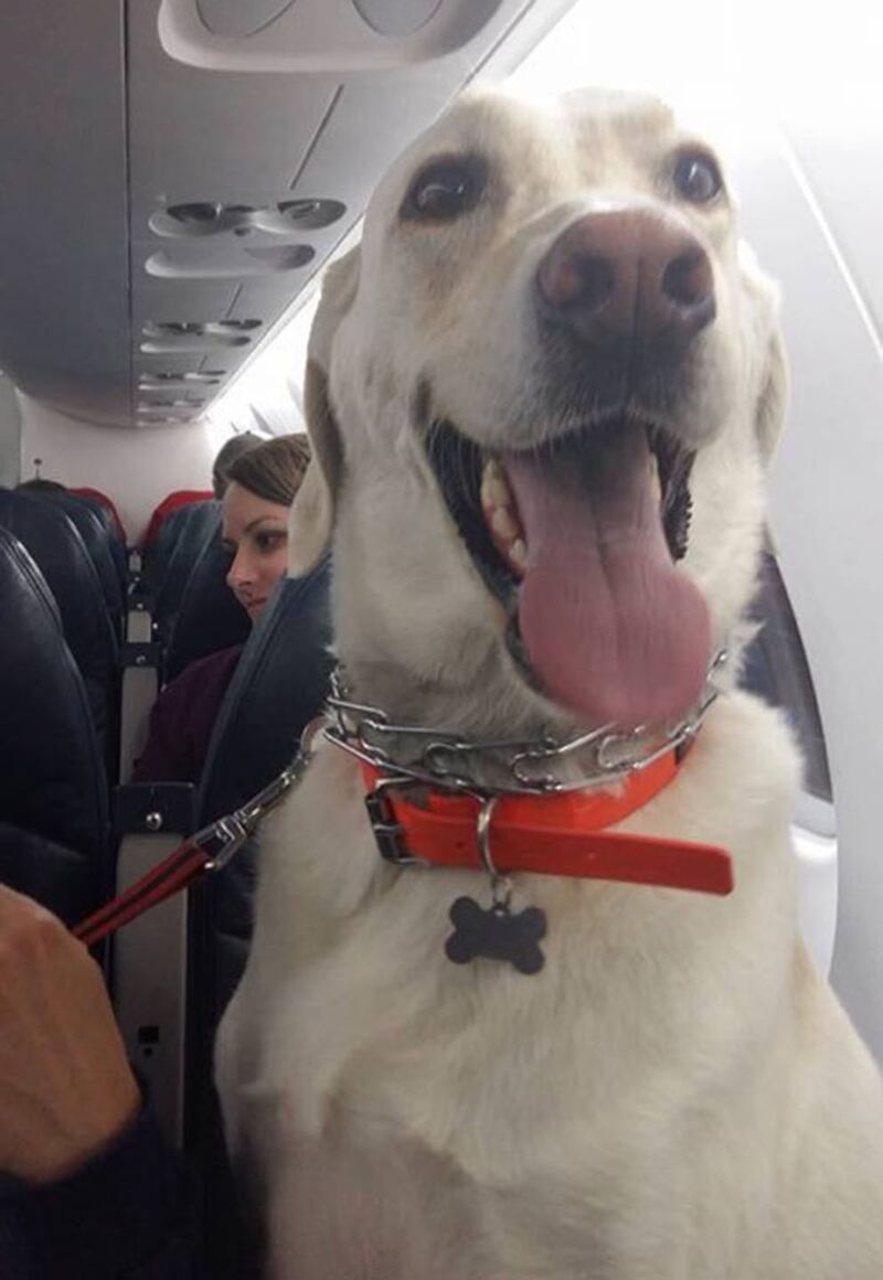 articles/2016/05/11/meet-the-pilot-saving-puppies-and-kittens-from-canada-s-wildfires/160511-briquelet-canadian-pilot2-embed_gdolmj