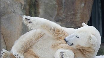 cheats/2011/03/23/knut-to-be-stuffed-displayed/knut-the-polar-bear_krfuqu