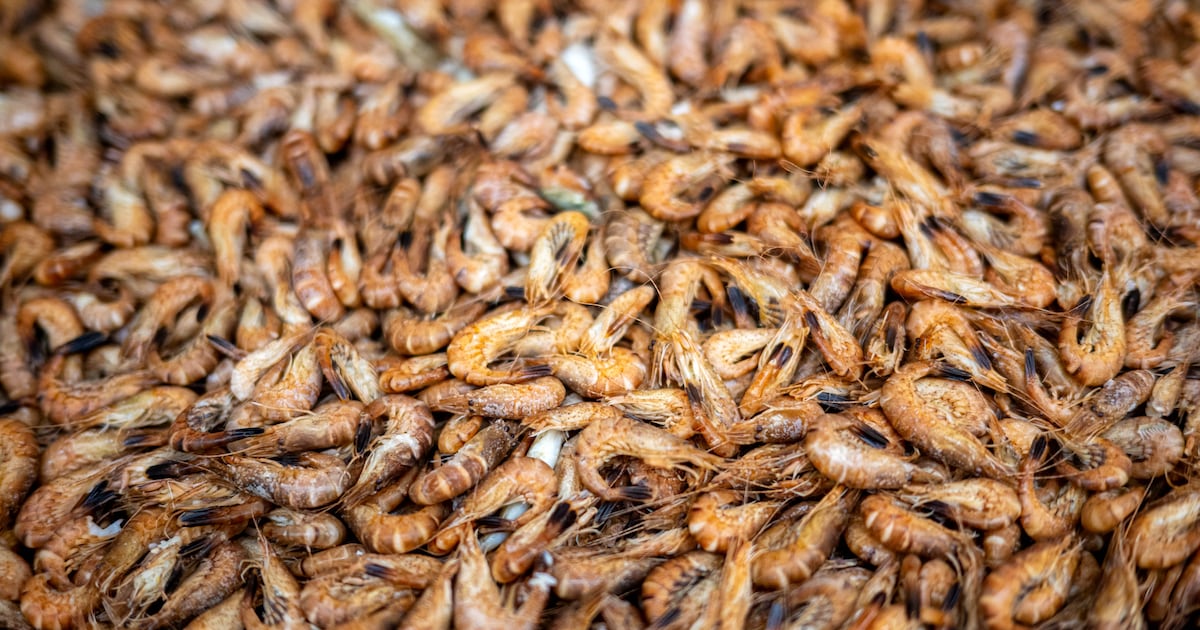Radioactive Shrimp Likely to Keep Popping Up ‘For Months’