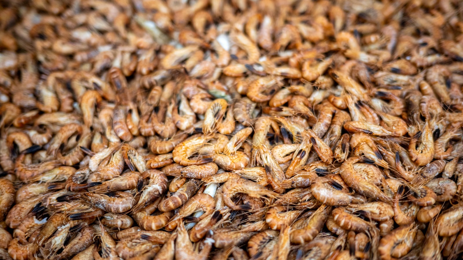 Crabs (North Sea prawns) already cooked on the crab cutter are loaded onto a truck in the port.