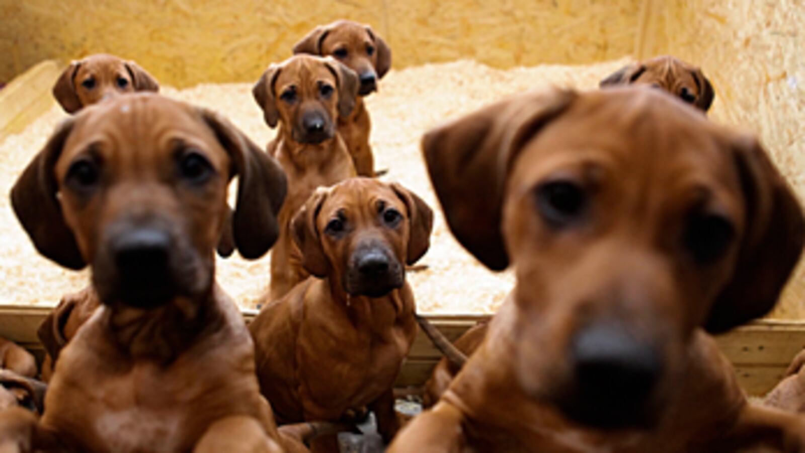 cheats/2010/12/21/german-dog-has-17-puppies/german-dog-litter_rd4wve