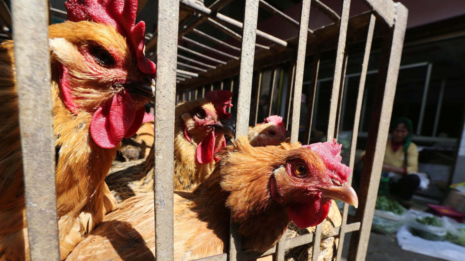 Chickens are seen in a livestock market before the market asked to stop trading on March 1 in prevention of bird flu transmission, in Kunming, Yunnan province, China, February 22, 2017.