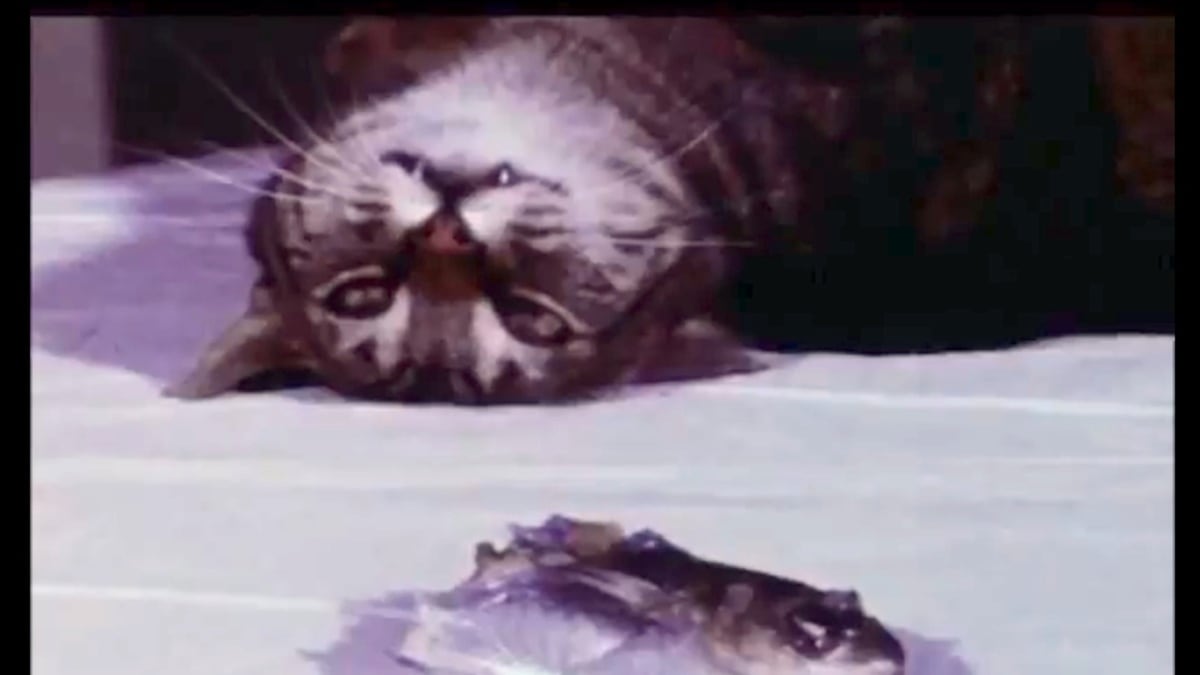 articles/2013/04/29/cat-food-by-joyce-wieland-is-the-daily-pic-by-blake-gopnik/wieland-daily-pic_joa3j0