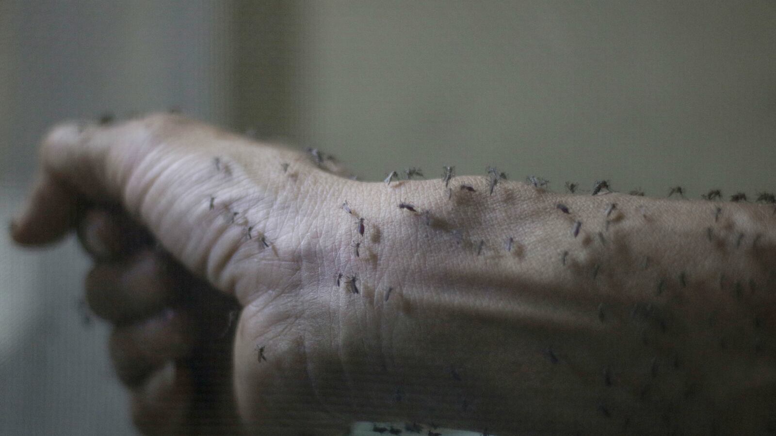 cheats/2016/01/27/denmark-confirms-europe-s-1st-zika-case/160127-zika-denmark-europe-cheat_e054nj