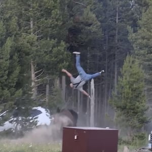 A man is attacked by a bison in Yellowstone National Park.