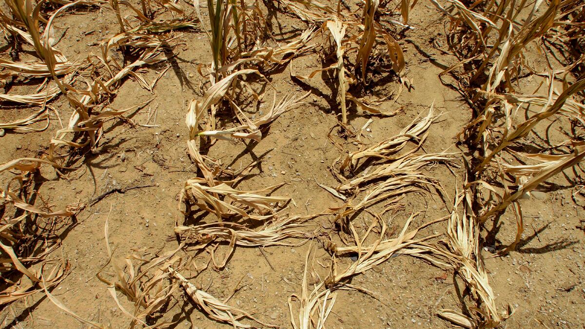 cheats/2012/08/10/corn-yield-hits-new-low-in-drought/midwest-drought-corn-husks_psmxvf