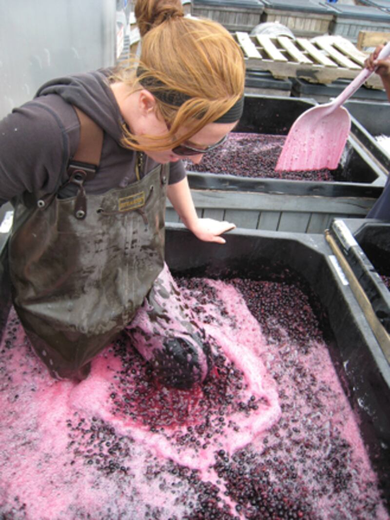 galleries/2010/10/14/annual-harvest-at-channing-daughters-winery/menin-wine-harvest-1_egwz7u