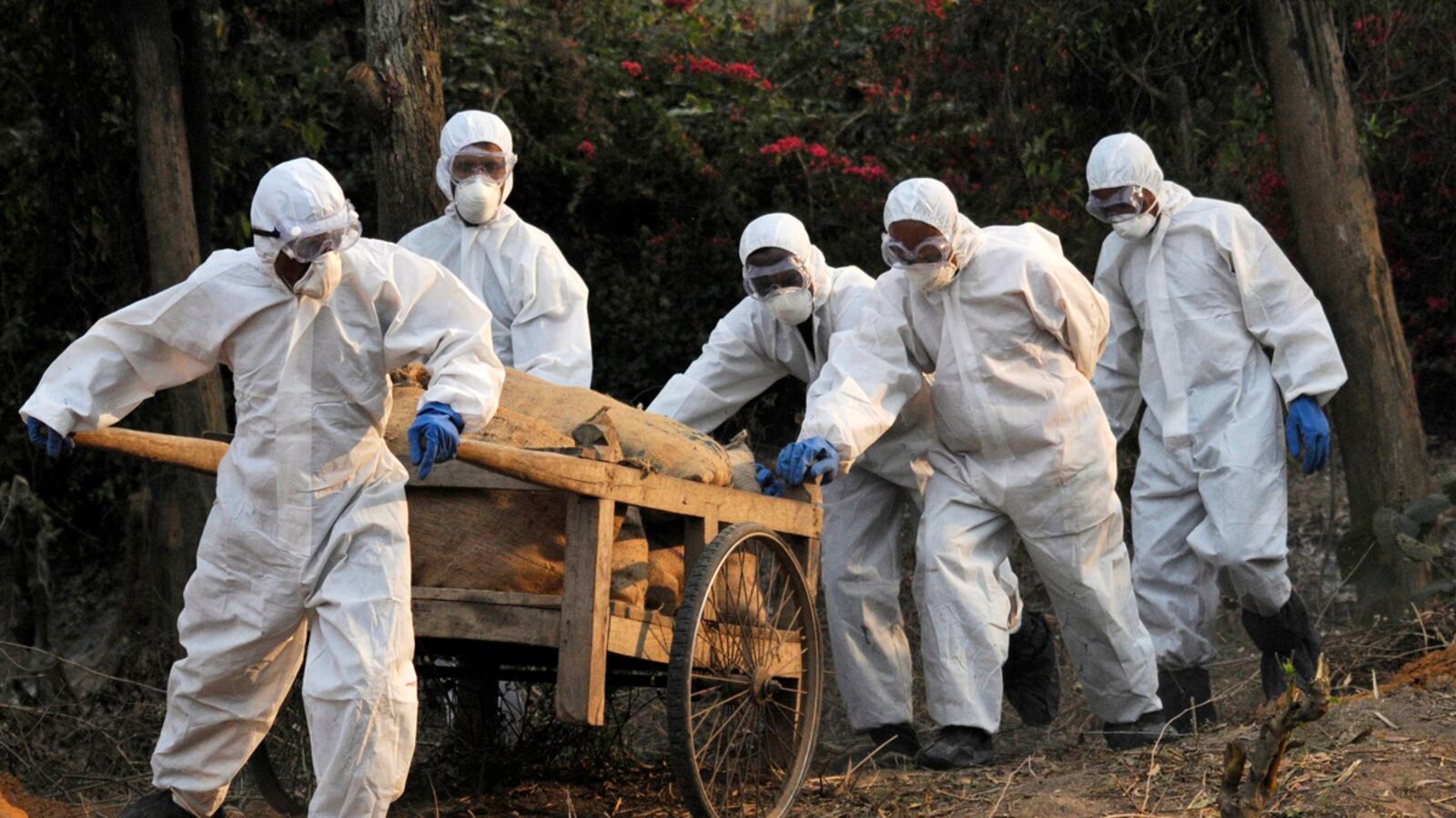 cheats/2011/08/29/mutant-bird-flu-strain-spreads-in-asia/india-bird-flu-cheat_urhesr