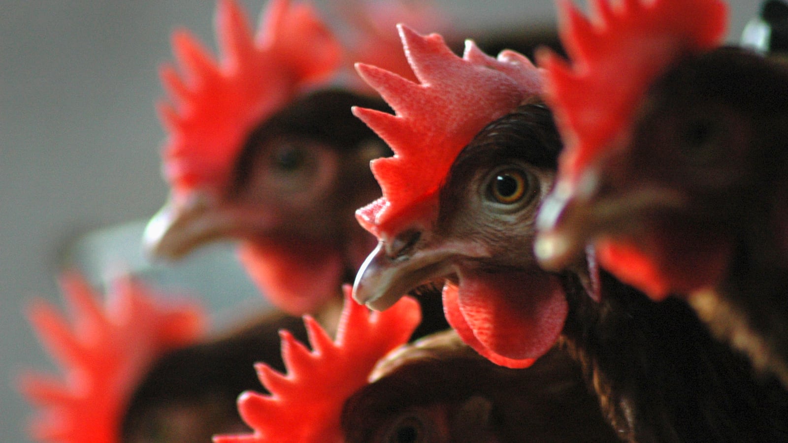 2006-10-31T000000Z_630575626_GM1DTVLSRUAA_RTRMADP_3_BIRDFLU-STRAIN_j7xrfr