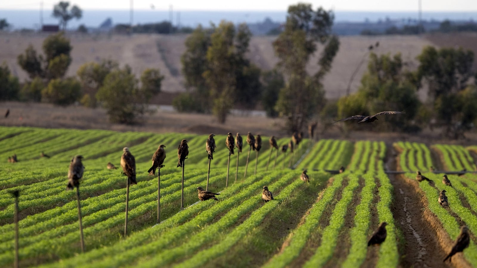 articles/2012/08/08/romney-s-kibbutz-aversion/kibutz-openz_kyofnk