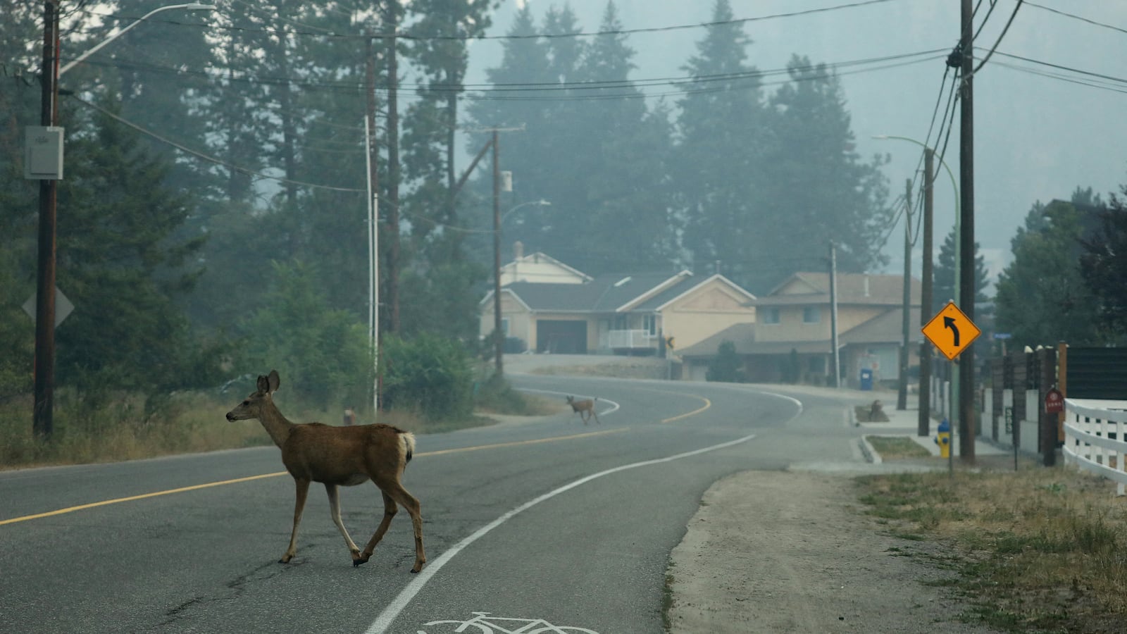 Deer crossing the road