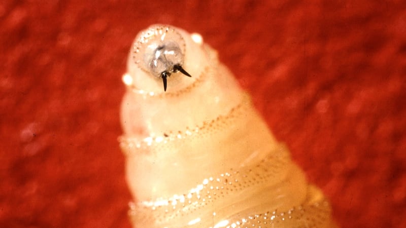 A screwworm larva.