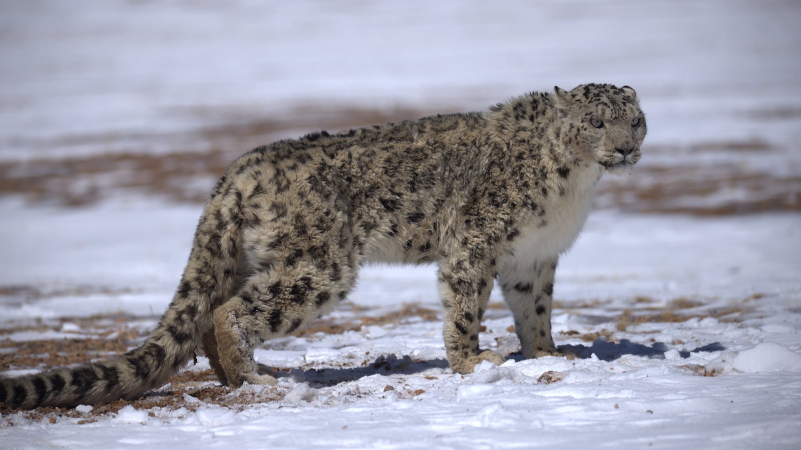 This photo taken on March 24, 2025 shows a snow leopard pictured at the Changtang National Nature Reserve, southwest China's Xizang Autonomous Region. Located in the northern part of Xizang with an average altitude exceeding 4,500 meters, the Changtang National Nature Reserve is home to over 30 kinds of wild animals listed on China's national-level protection catalogue, including Tibetan antelopes and wild yaks. (Photo by Jiang Fan/Xinhua via Getty Images)