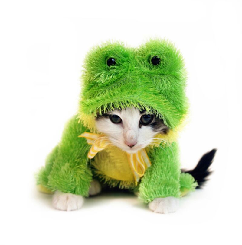 galleries/2010/10/28/cats-in-costume/cats-in-costume---frog_o9gnps