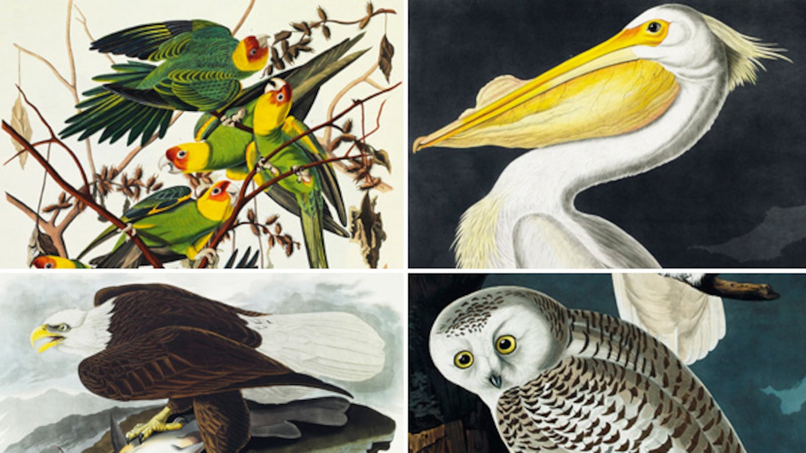 articles/2012/01/14/christie-s-auctions-audubon-s-birds-of-america-priciest-book-ever/audubon-gal-tease_pmuobe