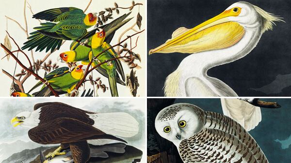articles/2012/01/14/christie-s-auctions-audubon-s-birds-of-america-priciest-book-ever/audubon-gal-tease_pmuobe