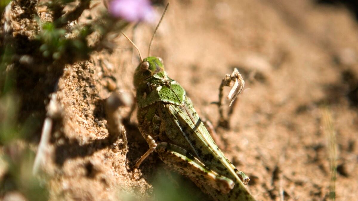 cheats/2012/06/07/locust-invasion-threatens-mali/mali-locust-invasion-cheat_fyjwbg